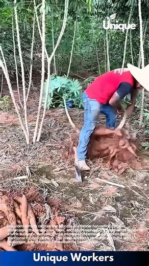 Farming for beginners: a simple guide to cassava harvesting