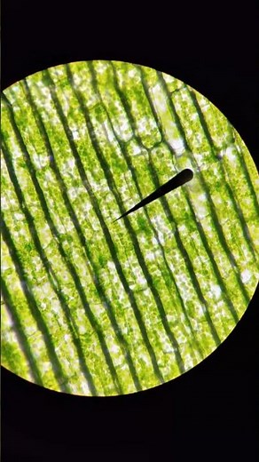 #phytodermatofatilab #plant #plantcell #healing #education #wound #phytodermatology #phytostemcell