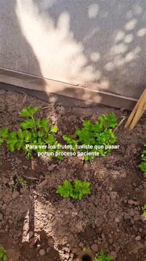 nuevos protagonistas de la huerta 🫑🌾✨️ #countrysidelife #cuscocountryside