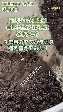 アスパラガス3年目根を植え替えてみた！ピックアップ！！プランターからプランター編
