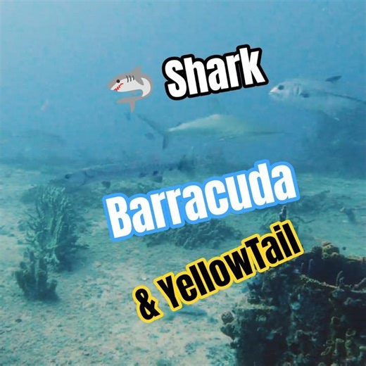 Shark Cruise Past Barracuda & Yellowtail at the USS Spiegel Grove! 🦈🌊 #wreckdiving