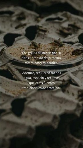 Los grillos, una alternativa sustentable.