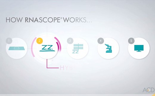 ACD RNAscope技术原理介绍