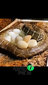 87K views · 1.3K reactions | Why do I incubate Snakes? #reels #snakes #reptiles #shed #animals #biology | The Molinaro Snake Lab | Facebook
