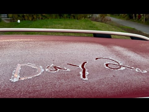 This Is What Frost Does to Mango Trees (Aftermath Walkthrough)