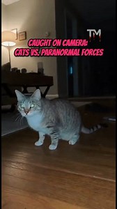 Two cats in separate homes experience terrifying paranormal attacks. Both face unseen forces that lift, push, and scare them, while their owners panic. Captured on camera, these shocking moments reveal pure fear. #ParanormalActivity #CatVsEntity #CapturedOnCamera #InvisibleForce #TerrifyingEncounter #LivingRoomHorror #SupernaturalAttack | Terrified Minds