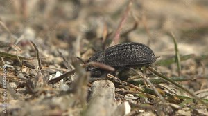 Alphitobius sp. (Tenebrioninae: Alphitobiini) Darkling beetle, gray colored chitin coating with rows of black dots along wings, hiding among ground