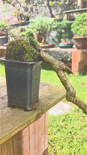Small forsythia airlayer🌼#bonsai #fyp #diy #channel #garden