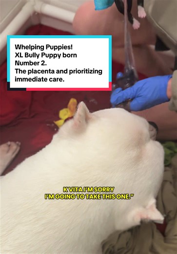 Navigating Puppy Whelping: Balancing Mom and Puppy Needs