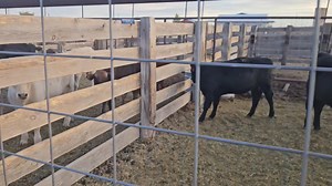 2.9K views · 51 reactions | Calves for tomorrow's sale. | Sun Valley Livestock Auction | Facebook