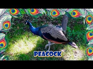 Best Videos for Kids | Pretend Play for Children | Compilation video