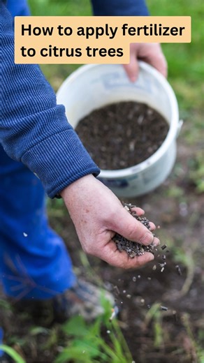 When it comes to applying fertiliser to lemon trees, firstly, water the soil around your tree. Then, scrape back any mulch to expose the soil and spread the fertiliser around the base, avoiding the trunk. Water the soil again and replace the mulch. Remember, there's no need to dig the fertiliser in, as this could damage the roots​​. | Ultimate Backyard - For Australian Gardeners