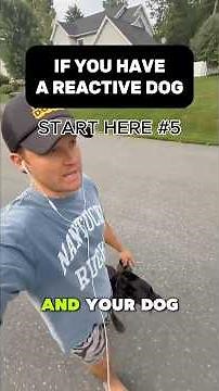 How to Redirect a Reactive Dog During Walks Before They Take Control