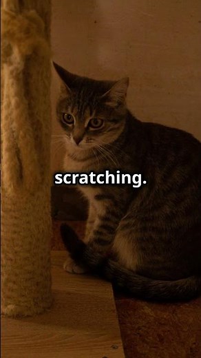 Why Do Cats Scratch Furniture? Tips to Help Solve the Problem!