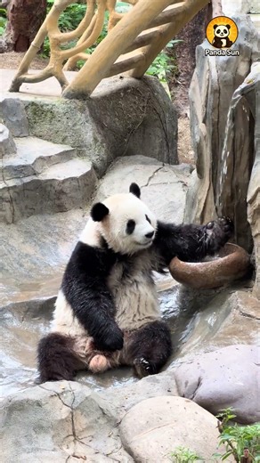 Panda cools off with a self-bath판다가 혼자 시원하게 목욕해요 #둥이 #cute #animals #funny #nature