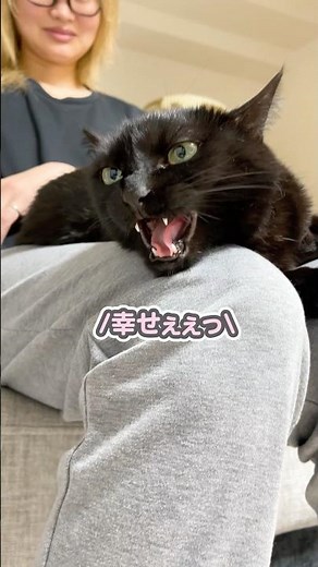 Cat acting sweet on Mom's lap while crying out "I'm so happy~!"