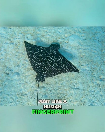 Spotted Rays Unique Fingerprints in Underwater World