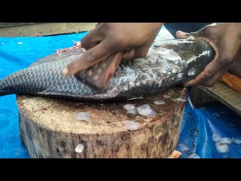 🔴 Live Fish Cutting ASMR | Fresh Seafood Processing from Market | For USA & Europe Viewers