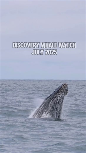 Let the summer feast continue on in Monterey Bay! July was all about the baby whales! We had incredible sightings of Blue Whale and Humpback cow/calf pairs, plus tons of dolphins. Here’s our July recap! #whales #recap #monterey #summerseason #peakwhaleseason #centralcalifornia | Discovery Whale Watch