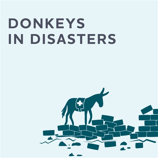 In our latest explainer, we shine a light on why it's so important to protect donkeys in disaster zones. 🚨 Find out more about how we’re working to put donkeys on the disaster response agenda ➡️ bray.news/4ocDOkt | The Donkey Sanctuary