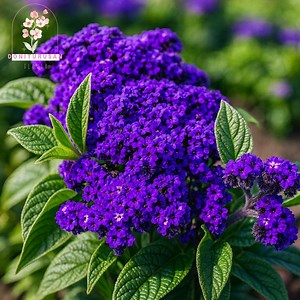 50 Blue Marine Heliotrope Seeds, Fragrant Purple Blooms, Heliotropium Arborescens Flowers - Etsy