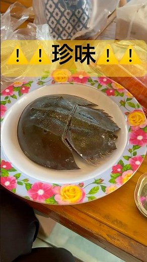 カニ食べに行こう♪🦀#カブトガニ #兜蟹 #生きた化石