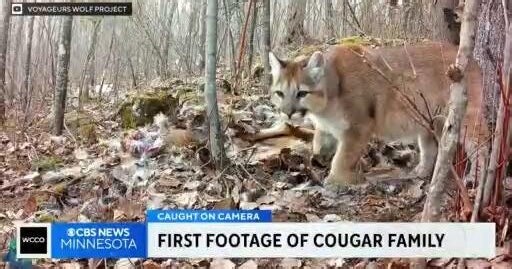Video shows 3 cougar kittens, mother in northern Minnesota
