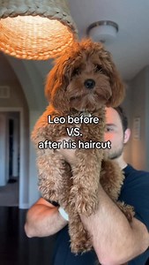 Our puppy before vs. after his haircut 💇🏼‍♂️ #cavapoo #cavapoopuppy #cavapoopuppies #cavapoosofinstagram | Leo the Cavapoo