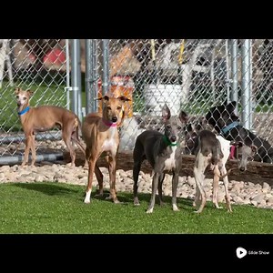 Not only do our dogs need human companionship, but most of them actively seek out new canine friends! Being around other dogs in the kennel helps them to prepare for a life with possible new fur siblings. They learn positive interaction and play, with guidance, and can transfer these skills to life outside the kennel. Help our dogs continue to have what they need to flourish in the kennel. For every $10 you donate, we will hang a heart with your message in the kennel for the month of February. H