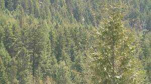 RDNO urges Tolko to reconsider logging plans near water-intake system