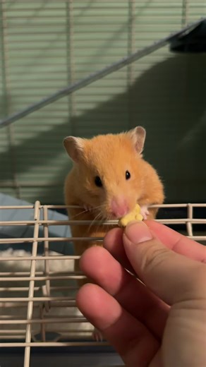 Funny hamster moments✌🏼🐹much watchhh these cute things they something else🤩