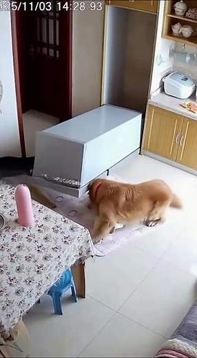 Dogs Rescue Crawling Baby from Falling Cabinet 🐶👶😱
