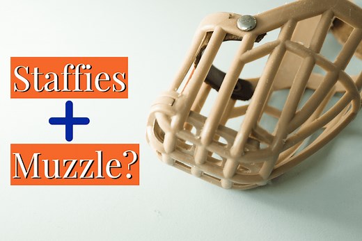 Do Staffies Need to Wear Muzzles? [LAW EXPLAINED]