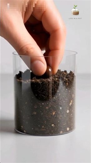 Currant Plant Growth Timelapse 🍒#lifeinapot #shorts #viral #tranding #ytshorts #naturetimelapse #ai