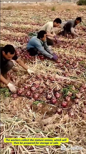 Red Onion Harvest in a Rural Setting