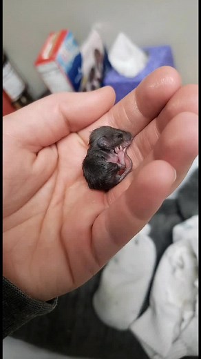 1 Month Journey of Raising an Abandoned Baby Mouse