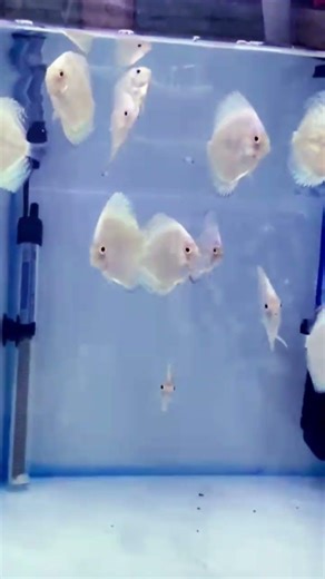 super butterfly #fish #discus #king #aquarium