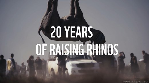 🦏🌟 On this extra special #WorldRhinoDay we celebrate 20 incredible years 🎉 of "Raising Rhinos" - figuratively and literally - with our Black Rhino Range Expansion Project that has grown the numbers of this critically endangered species in Africa. 📈🦏 Share this highlights video to spread the love. #RaisingRhinos | WWF South Africa