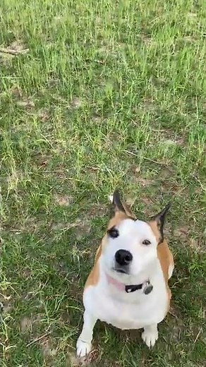 Dog gets scolded for scaring the fainting goat!