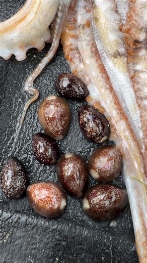 Diving and Spearfishing Adventures in Hawaii