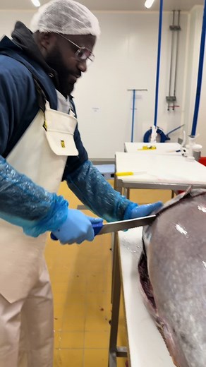 Thon albacore @smendy #thon#albacore | tuna fish