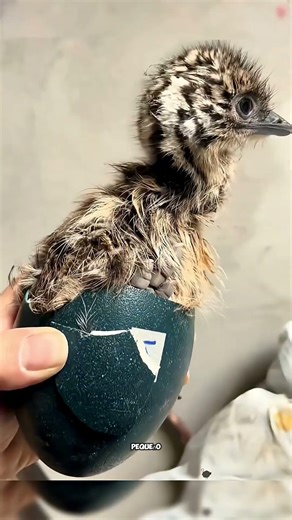 Este huevo se convirtió en una emú bebé #short