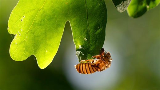 Cicada map 2024: Broods XIII and XIX emerge in Ohio vacationer hotspots