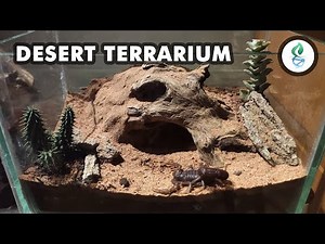 Desert Terrarium Build / Design for Scorpion Video