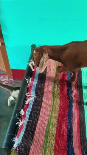 #cutest🐐🤍goat sound | cute goat baby | goat sound | goat video | cute goat funny video | #shortsTvka