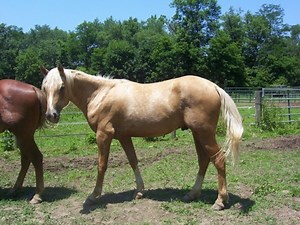 Geldings For Sale