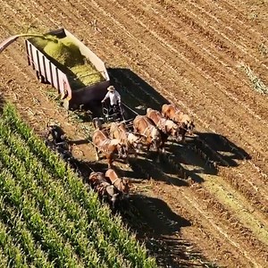 767K views · 8.4K reactions | OLD ORDER AMISH Harvesting Corn with HORSES and FILLING SILAGE BAGS (part 1) | Robert Piessens | Facebook
