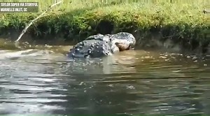 YIKES! 🐊 This massive alligator scarfed down a 6-foot gator in a South Carolina backyard. “The small one getting eaten... was eating an even smaller one last week!” Taylor Soper said 👀 STORY: https://tinyurl.com/y2fdc2mz | FOX 35 Orlando