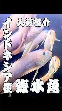 Indonesian Marine Fish (Pet Balloon) | Aquarium Tropical Fish