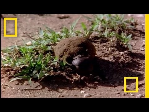African Dung Beetle | National Geographic